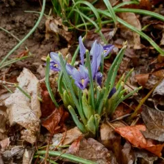 Netted Iris thumbnail 3