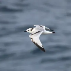 Black-legged Kittiwake thumbnail 2