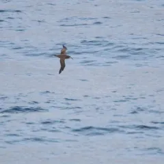 Black-footed Albatross thumbnail 3