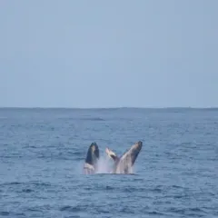 Humpback Whale thumbnail 3