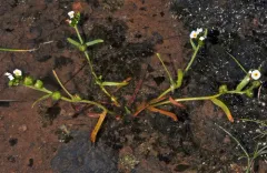 Austin's spiny-nut popcornflower thumbnail 2