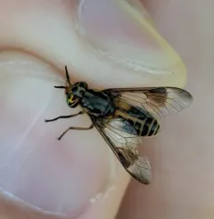 Chrysops lateralis thumbnail 3