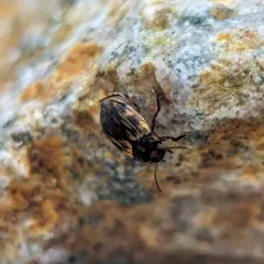 Leconectes striatellus thumbnail 4
