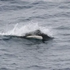 Dall's Porpoise thumbnail 2