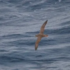 Northern Fulmar thumbnail 2