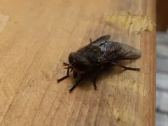 Hybomitra nuda thumbnail 3