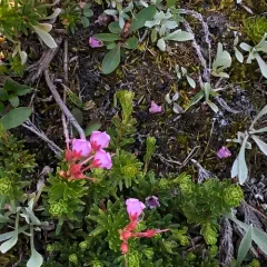 pink mountainheath thumbnail 4
