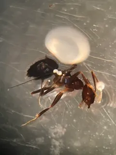 Robust Crazy ant thumbnail 2