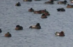 Falcated Duck thumbnail 2