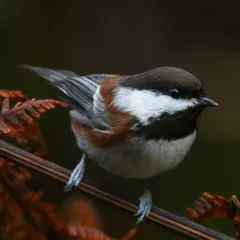Chestnut-backed Chickadee thumbnail 2