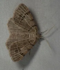 Pale-veined Isturgia thumbnail 2