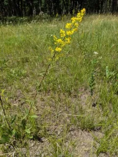 long-petioled showy goldenrod thumbnail 3