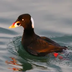 Surf Scoter thumbnail 2