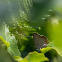Coral Hairstreak thumbnail 2