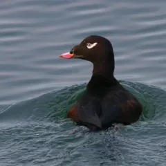 White-winged Scoter thumbnail 4