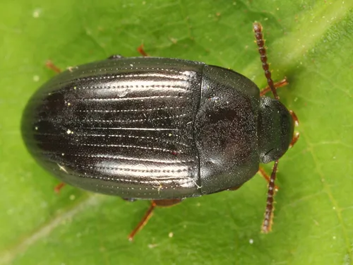 Platydema subcostata