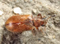 Paratenetus exutus thumbnail 3