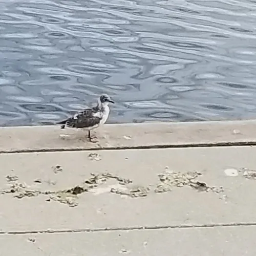 Franklin's Gull