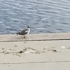 Franklin's Gull thumbnail 1