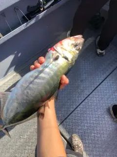 Pacific Jack Mackerel thumbnail 4