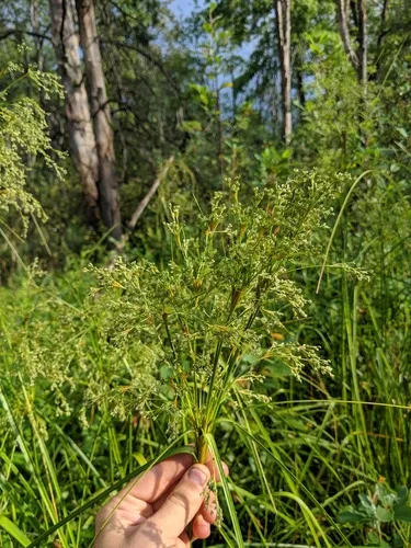 Woodland Beakrush