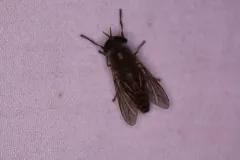 Crepuscular Horse Fly thumbnail 2