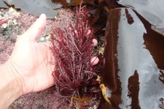 Sea fern thumbnail 2