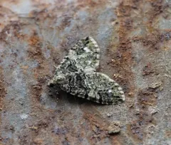Hydriomena albifasciata thumbnail 4