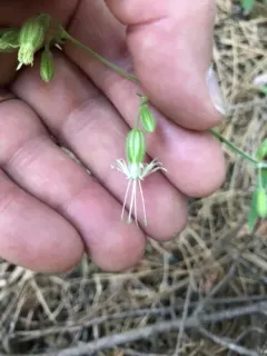 Lemmon's Catchfly thumbnail 3