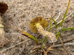 Cortinarius aureifolius thumbnail 3