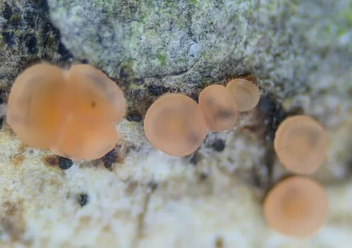 Orbilia eucalypti