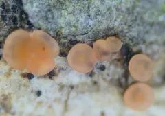 Orbilia eucalypti thumbnail 1