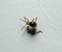 Shiny Spider Beetle thumbnail 4