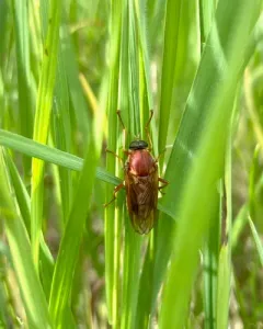 Stink Fly thumbnail 4