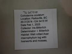 Colloderma oculatum thumbnail 3