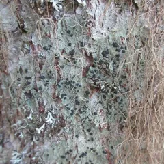 Mycoblastus sanguinarioides thumbnail 4
