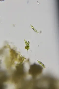 Lepocinclis tripteris thumbnail 4