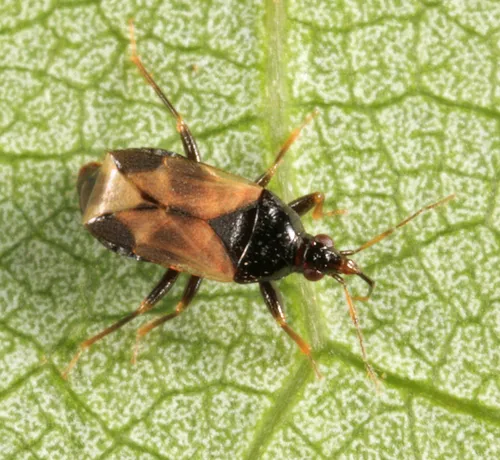 Calliodis temnostethoides