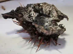 Apple blue mold thumbnail 3
