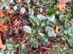 Vanilla tree thumbnail 2