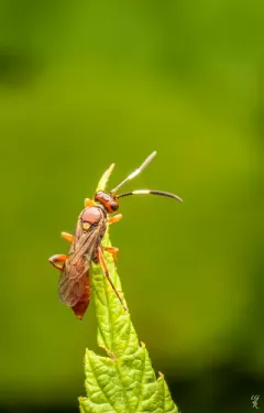 Cratichneumon facetus thumbnail 2