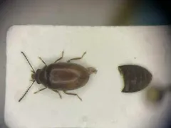 Contacyphon pubescens thumbnail 1