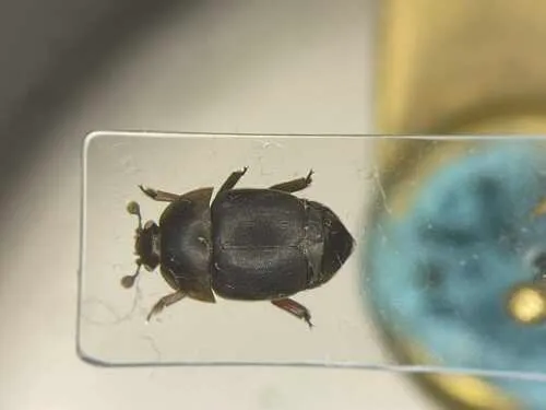 Small Hive Beetle