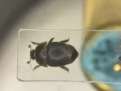 Small Hive Beetle thumbnail 1