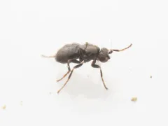 Aptilotus politus thumbnail 2