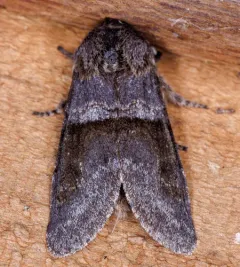 Gray Sallow thumbnail 4