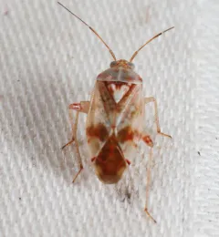 Nonlygus nubilatus thumbnail 4