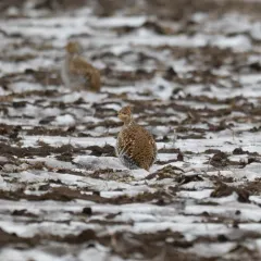 Sharp-tailed Grouse thumbnail 3