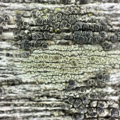 Mealy Rim-lichen