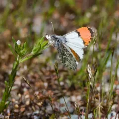 Julia Orangetip thumbnail 3